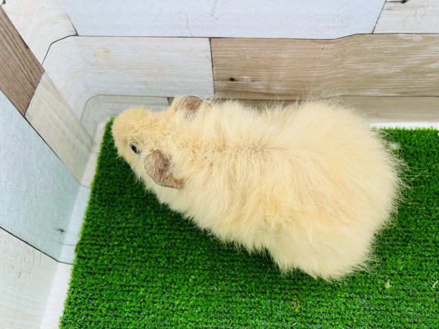 テディモルモット