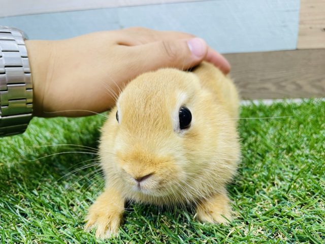 ネザーランドドワーフ