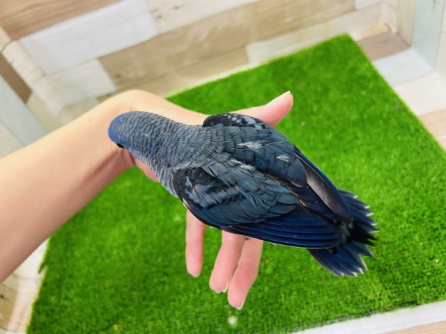 サザナミインコ