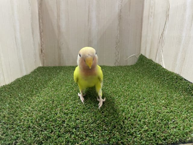 コザクラインコ（小桜インコ）