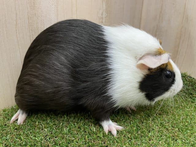 イングリッシュモルモット