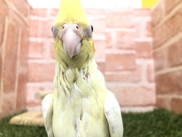 オカメインコ