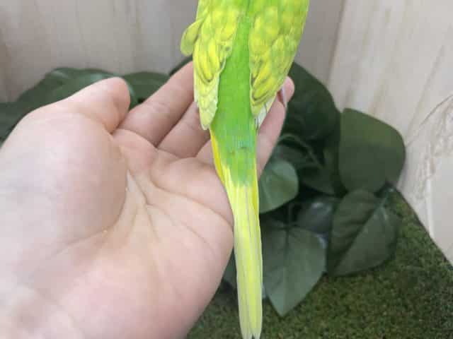 セキセイインコ