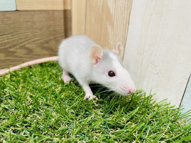 ファンシーラット