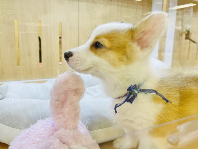 ウェルシュコーギー・ペンブローグ