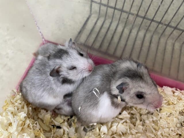 ゴールデンハムスター