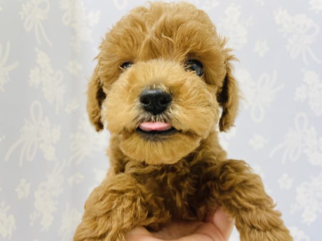 トイプードル