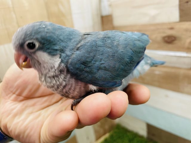 オキナインコ