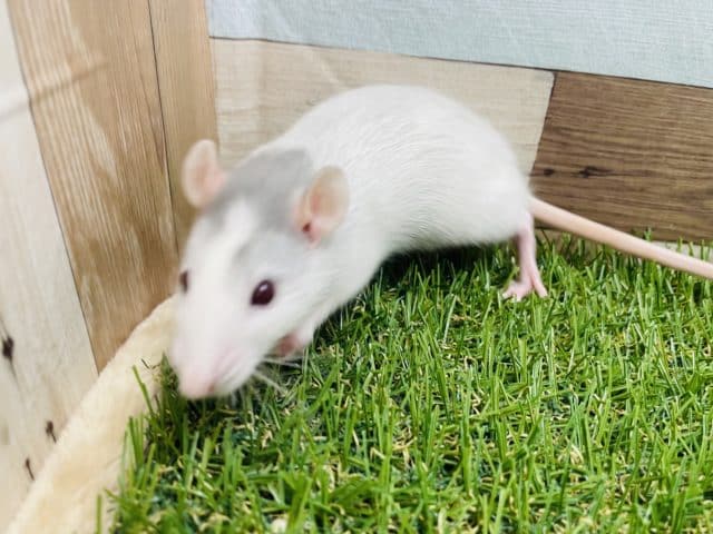 ファンシーラット