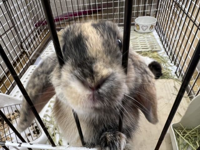 ロップイヤーラビット