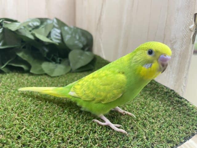 セキセイインコ