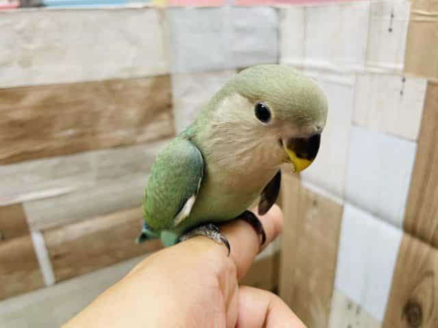 コザクラインコ（小桜インコ）