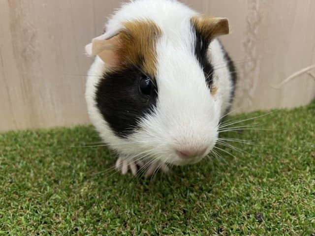 イングリッシュモルモット