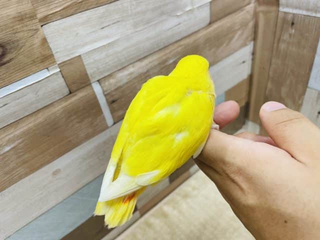 コザクラインコ（小桜インコ）