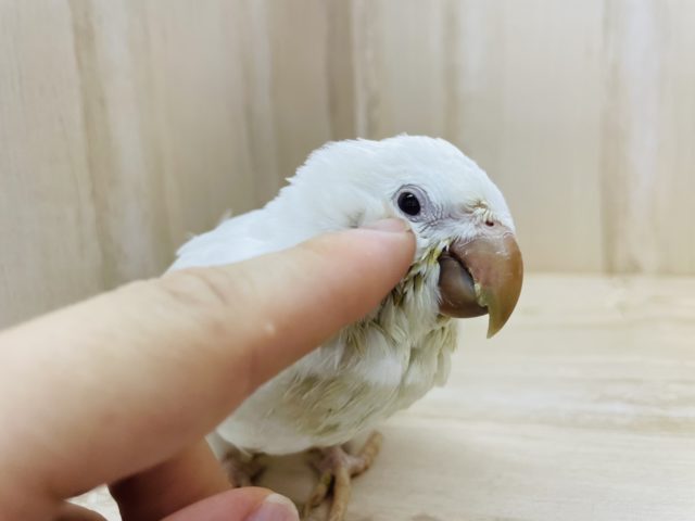 オキナインコ