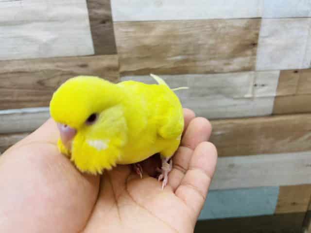 ジャンボセキセイインコ