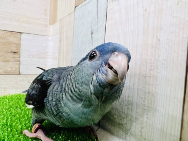 サザナミインコ