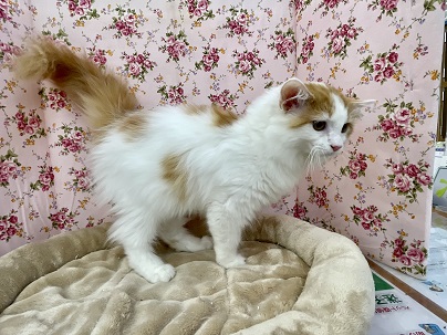 柔らかい毛並みが自慢です☆ サイベリアンの女のコ 2022.7/22撮影 サイベリアン