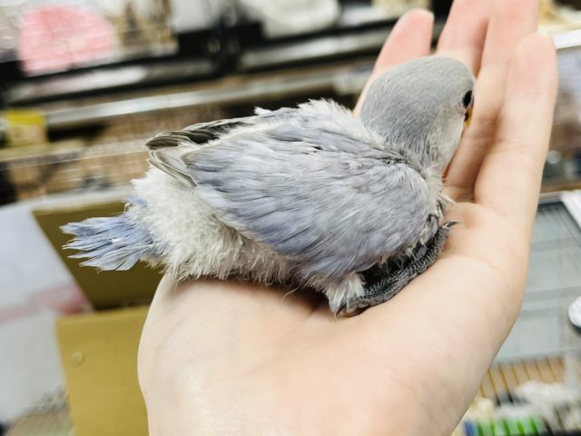 コザクラインコ（小桜インコ）