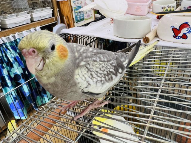 オカメインコ