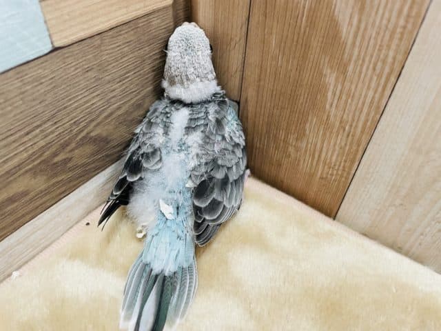 ビセイインコ（美声インコ）