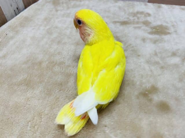 コザクラインコ（小桜インコ）