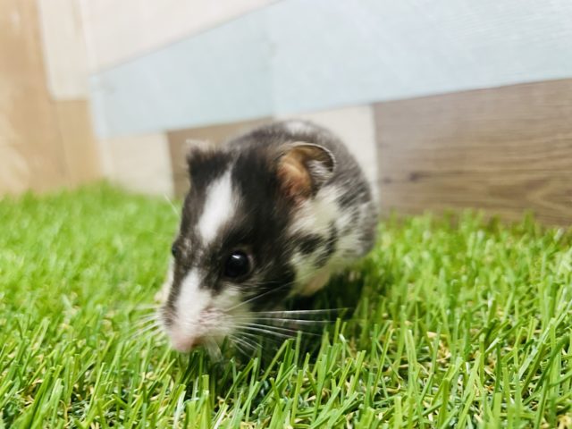 ゴールデンハムスター