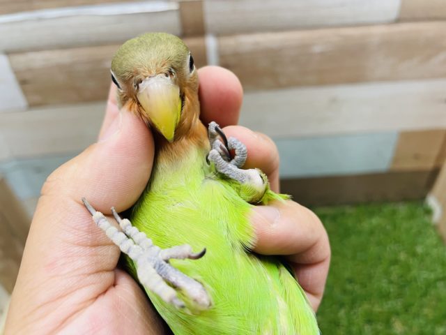 コザクラインコ（小桜インコ）