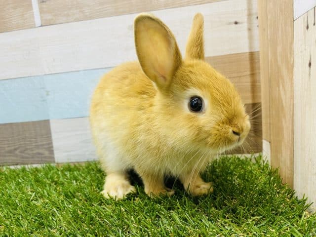 ミニウサギ