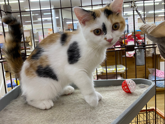 スコティッシュフォールド