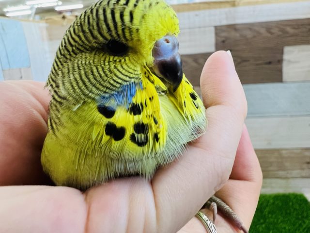 ジャンボセキセイインコ
