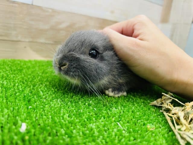 ちまっとしたミニウサギ♪ ミニウサギ