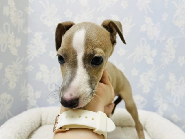 イタリアングレーハウンド