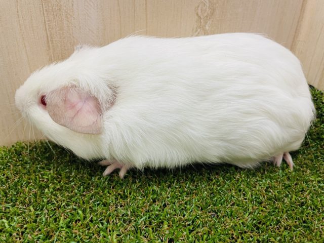 イングリッシュモルモット