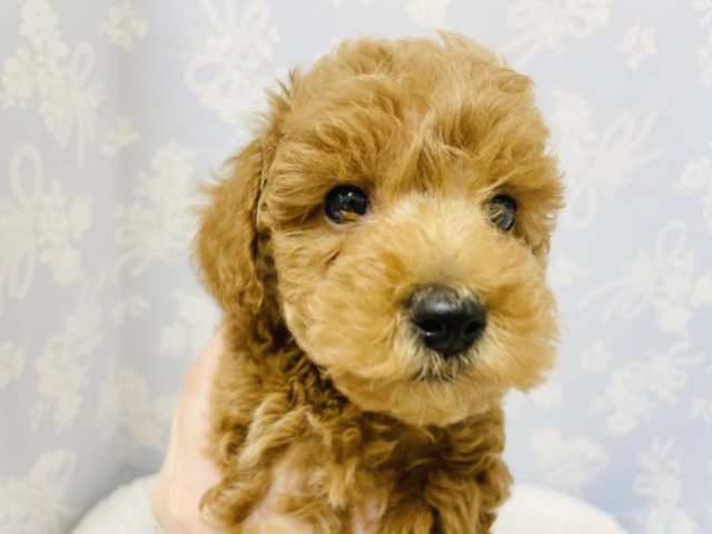 トイプードル