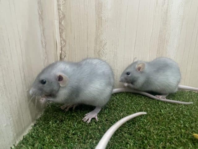 ファンシーラット