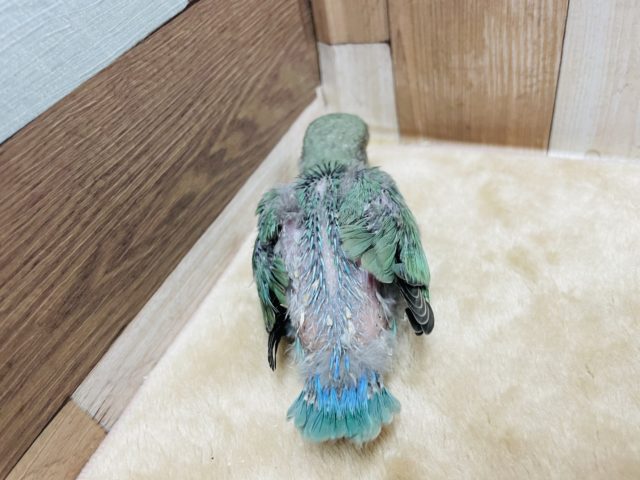 コザクラインコ（小桜インコ）