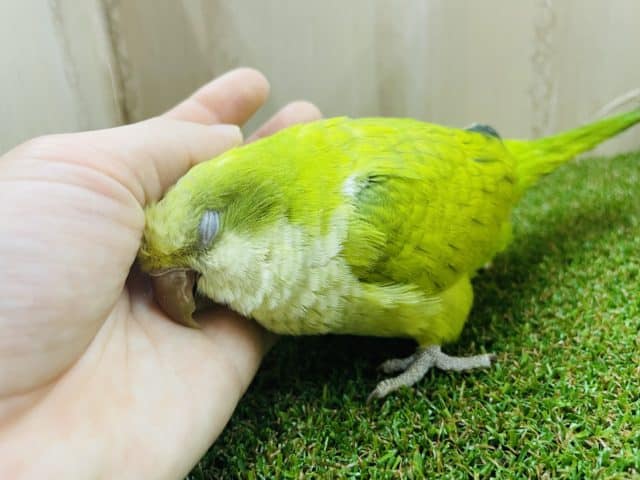 オキナインコ