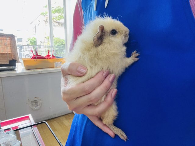 テディモルモット