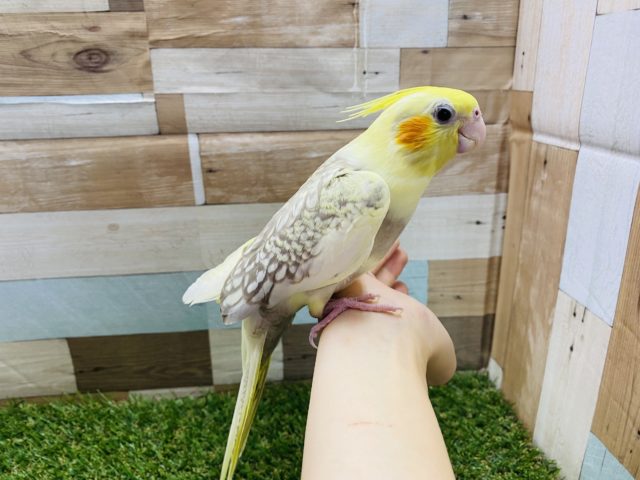 オカメインコ