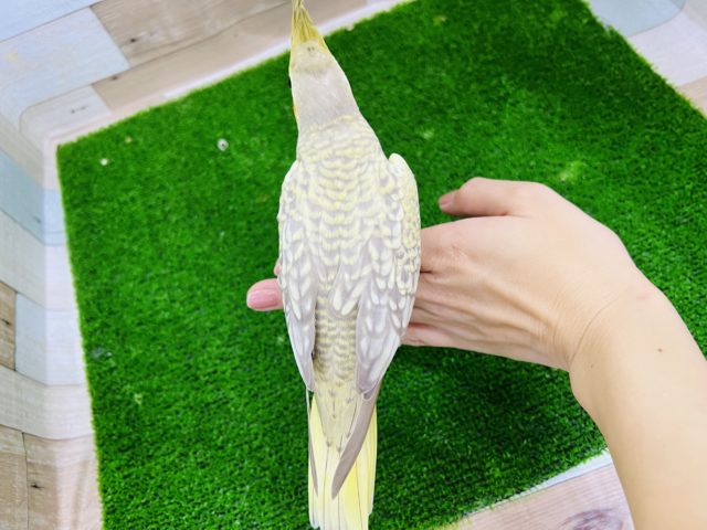 オカメインコ