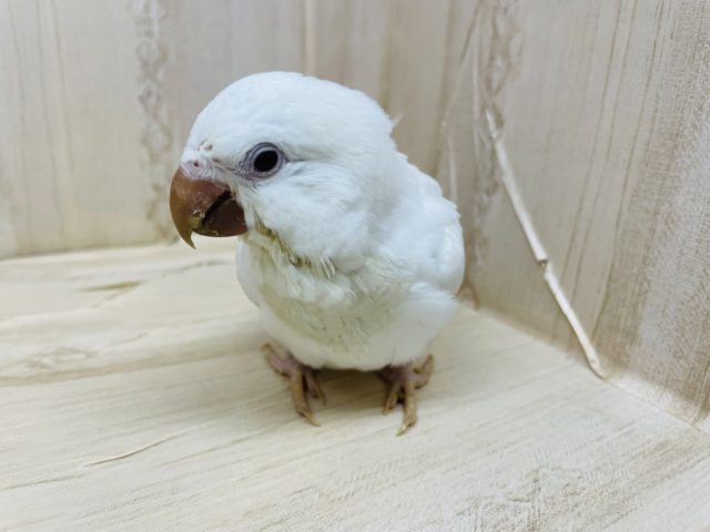 オキナインコ
