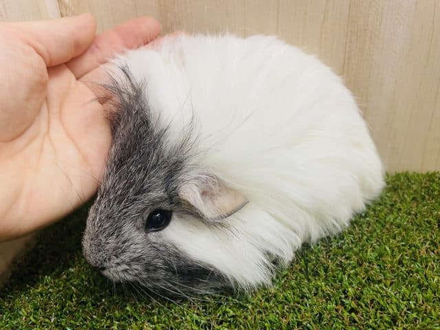 ペルビアンモルモット