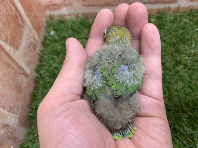 久しぶりの入荷!! キエリボタンインコちゃん入舎です!! R4 7/22撮影 ボタンインコ