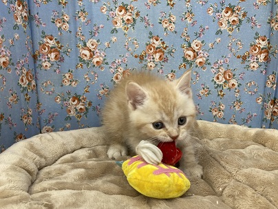 スコティッシュフォールド