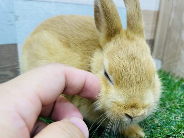 ネザーランドドワーフ