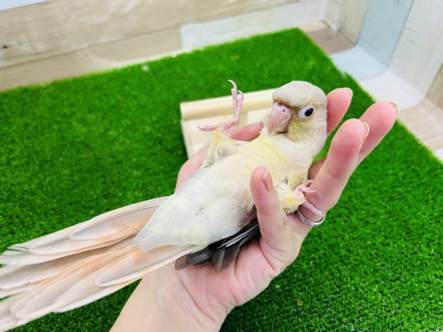 ホオミドリウロコインコ