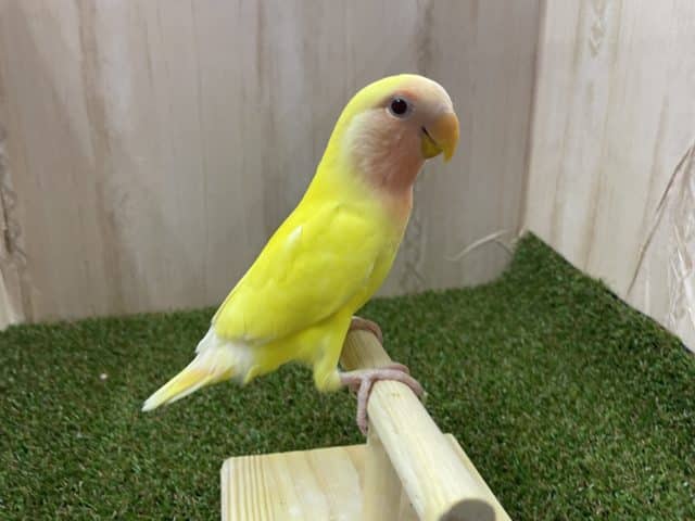 コザクラインコ（小桜インコ）