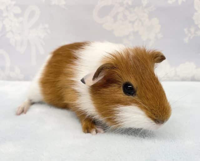 イングリッシュモルモット