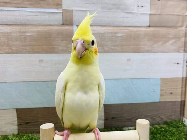 オカメインコ